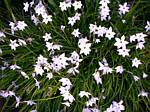 Ipheion