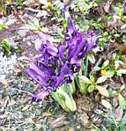 Iris Reticulata