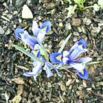 Iris Reticulata