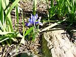 Iris Reticulata