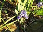 Iris Reticulata