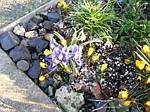 Iris Reticulata