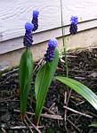 Latifolium (Muscari)