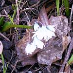 Striped squill (Puschkinia) 