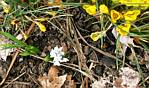 Striped squill (Puschkinia) 