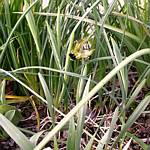 Snake's-head iris (Hermodactylus tuberosus)