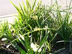 Snake's-head iris (Hermodactylus tuberosus)