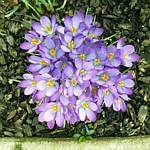 Crocus Flowers