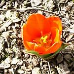 Early Tulip (Showinner)