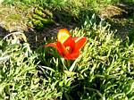 Early Tulip (Showinner)