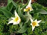 Early Tulip (Strauss)