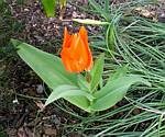 Early Tulip