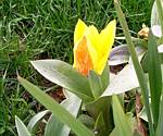 Early Tulip