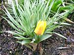 Early Tulip