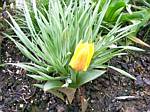 Early Tulip