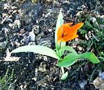 Early Tulip