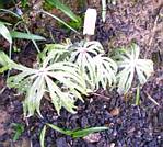 Shreaded Umbrella Plant (syneilesis aconitifolia)