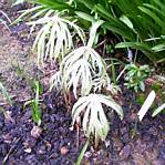 Shreaded Umbrella Plant (syneilesis aconitifolia)
