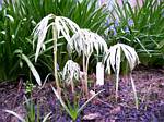 Shreaded Umbrella Plant (syneilesis aconitifolia)