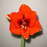 Amaryllis (Hippeastrum)