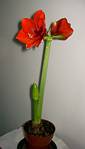 Amaryllis (Hippeastrum)