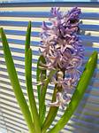 Hyacinth