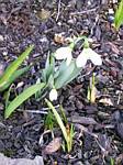 Galanthus (Snowdrop)