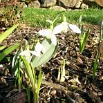 Galanthus (Snowdrop)