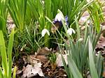 Galanthus (Snowdrop)
