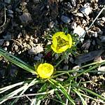 Winter Aconite (eranthis cilicica)