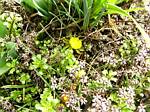 Winter Aconite (eranthis cilicica)