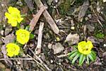 Winter Aconite (eranthis cilicica)