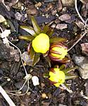 Winter Aconite (eranthis cilicica)