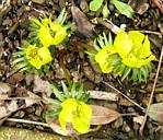 Winter Aconite (eranthis cilicica)