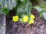 Winter Aconite (eranthis cilicica)