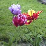 parrot tulip